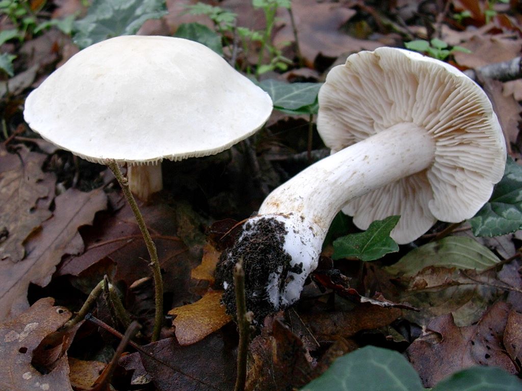 1831 Novembre vecchio ritrovamento